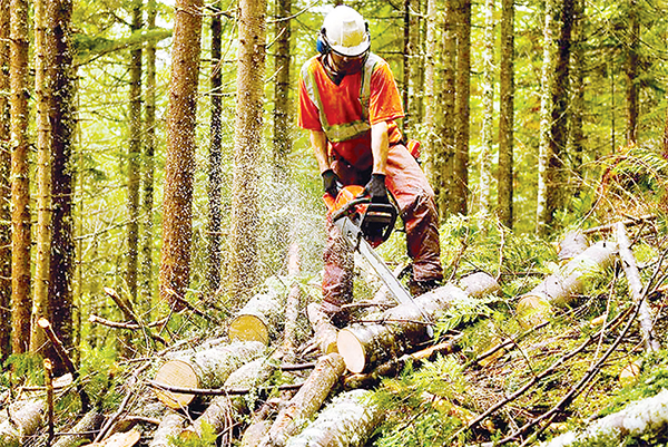 বন সংরক্ষণের গুরুত্ব বন সংরক্ষণের গুরুত্ব