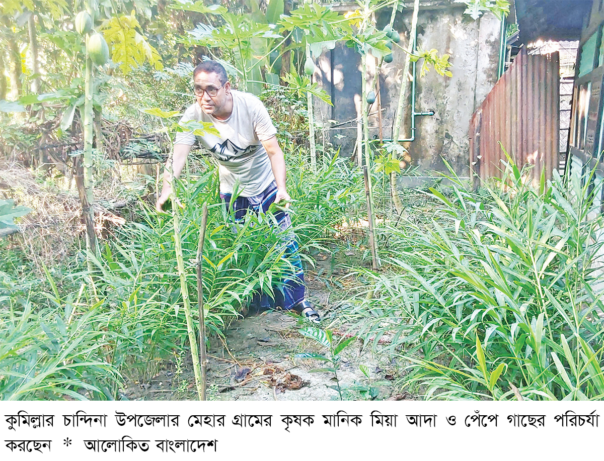 চান্দিনায় বাড়ির আঙিনায় সাথী ফসল আবাদে সাফল্য চান্দিনায় বাড়ির আঙিনায় সাথী ফসল আবাদে সাফল্য