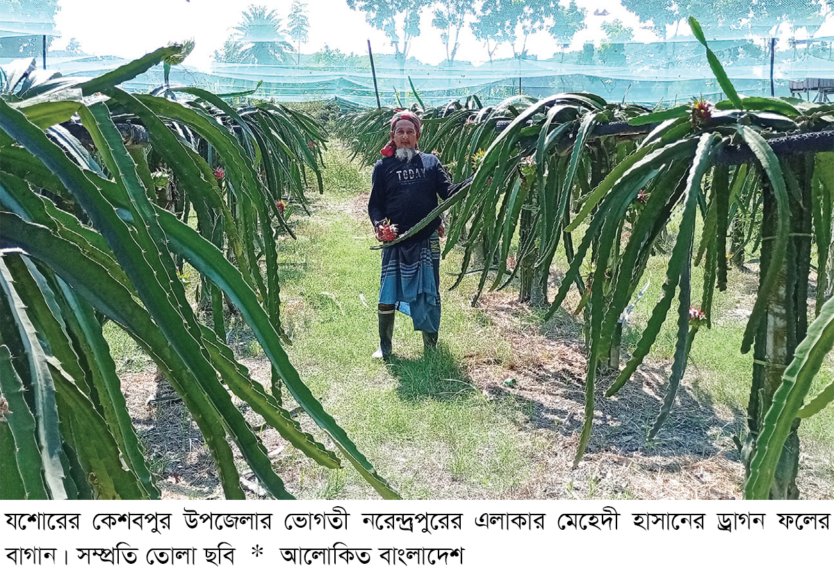 কেশবপুরে ড্রাগন চাষে বাজিমাত কেশবপুরে ড্রাগন চাষে বাজিমাত