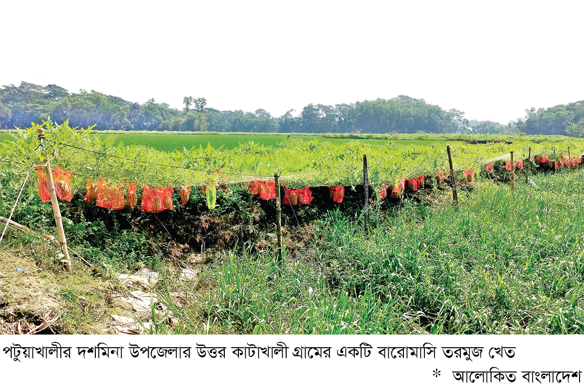 মাচায় বারোমাসি তরমুজ চাষে সাফল্য মাচায় বারোমাসি তরমুজ চাষে সাফল্য