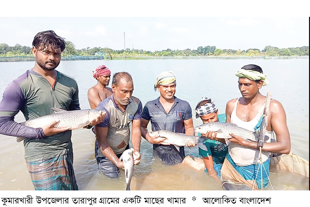 মাছ চাষে বদলে গেছে কুষ্টিয়ার গ্রামীণ অর্থনীতি মাছ চাষে বদলে গেছে কুষ্টিয়ার গ্রামীণ অর্থনীতি