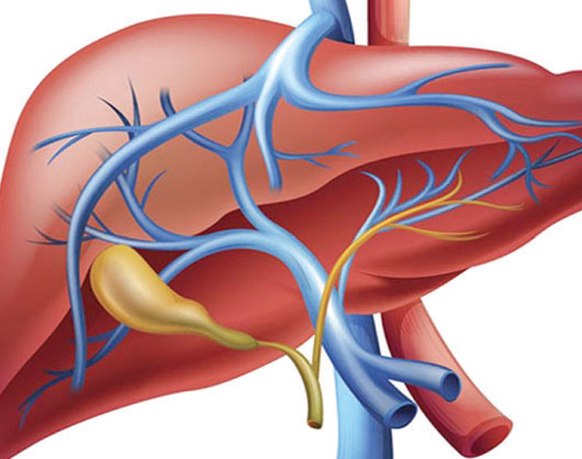 লিভারের জন্য ক্ষতিকর খাবার লিভারের জন্য ক্ষতিকর খাবার