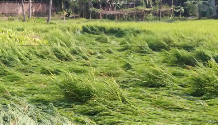 কিশোরগঞ্জের হোসেনপুরে ঝড়-বৃষ্টিতে ফসলের ক্ষতি কিশোরগঞ্জের হোসেনপুরে ঝড়-বৃষ্টিতে ফসলের ক্ষতি