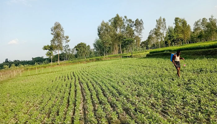 লালমনিরহাটে চাষীদের আগ্রহ বাড়ছে বাদাম চাষে