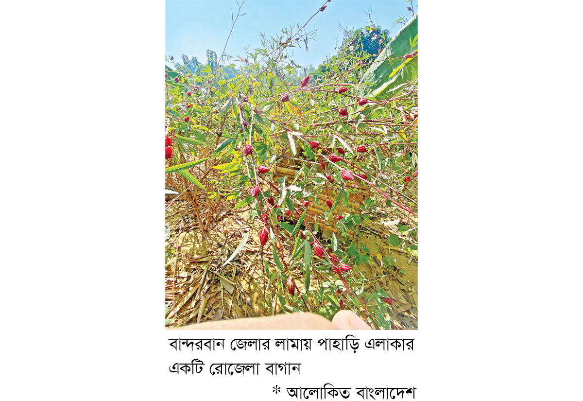 পাহাড়ে রোজেলা ফলের চাষ বাড়ছে পাহাড়ে রোজেলা ফলের চাষ বাড়ছে