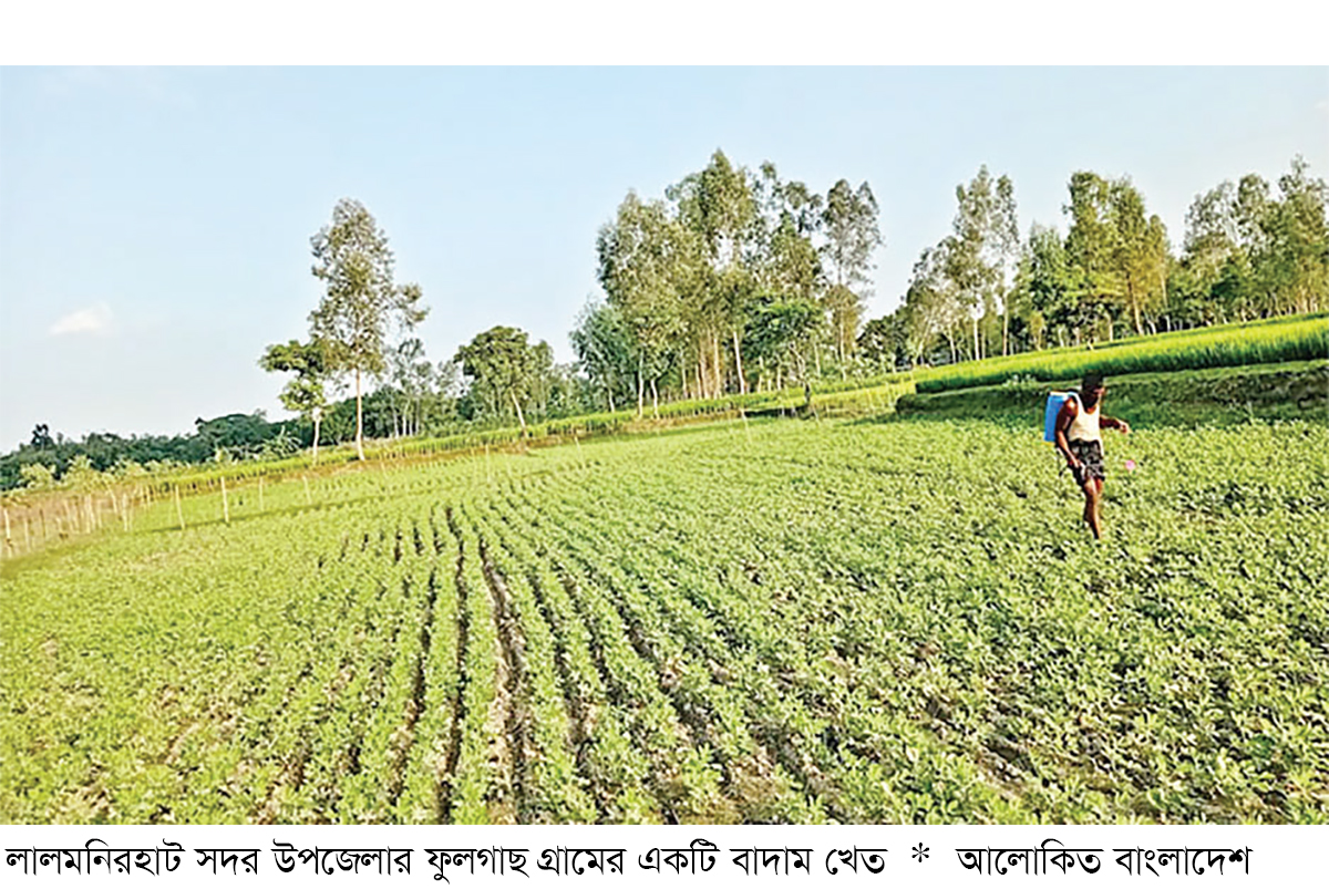 লালমনিরহাটে বাদাম চাষের পরিধি বাড়ছে লালমনিরহাটে বাদাম চাষের পরিধি বাড়ছে