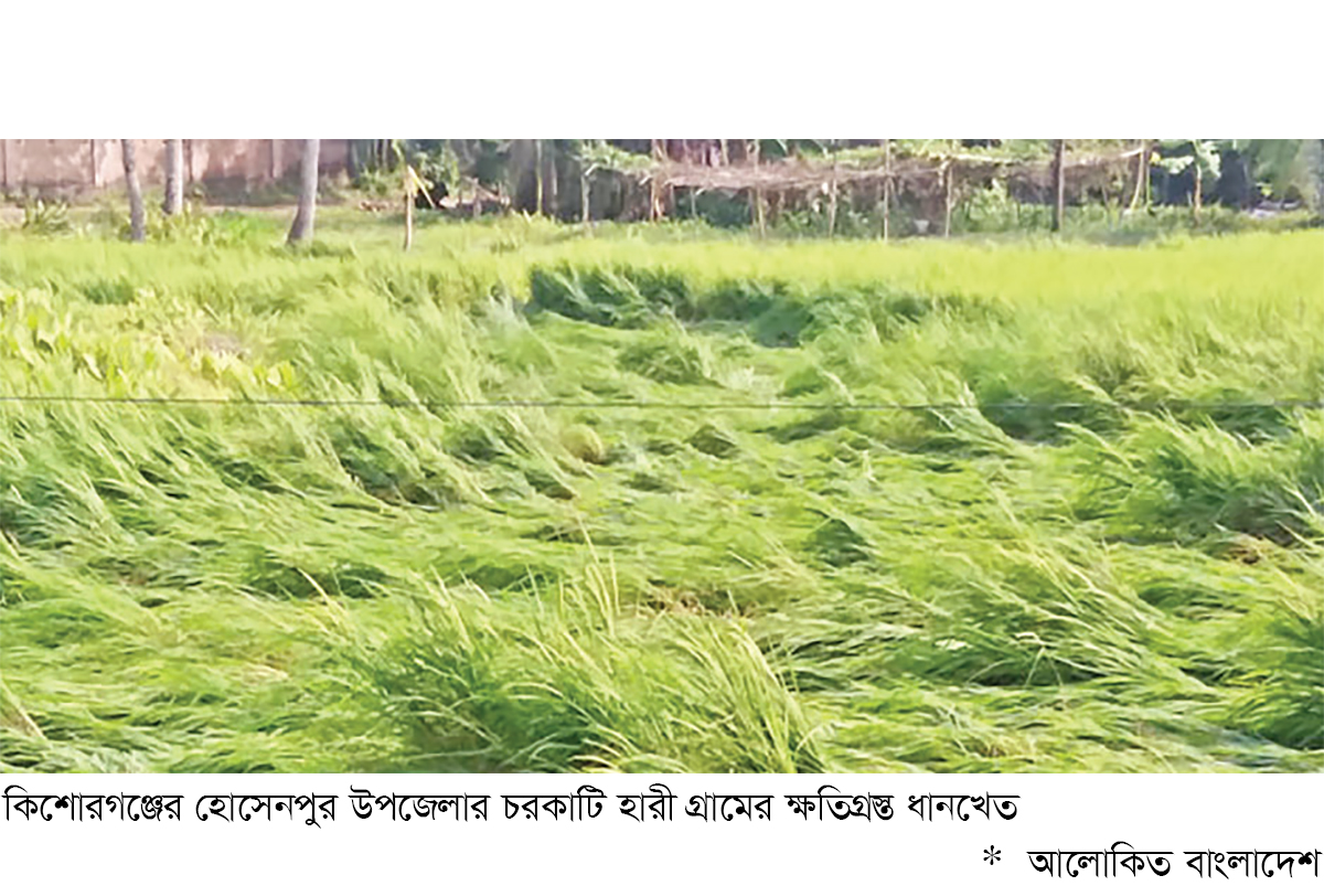 হোসেনপুরে ঝড়-বৃষ্টিতে ফসলের ক্ষতি হোসেনপুরে ঝড়-বৃষ্টিতে ফসলের ক্ষতি