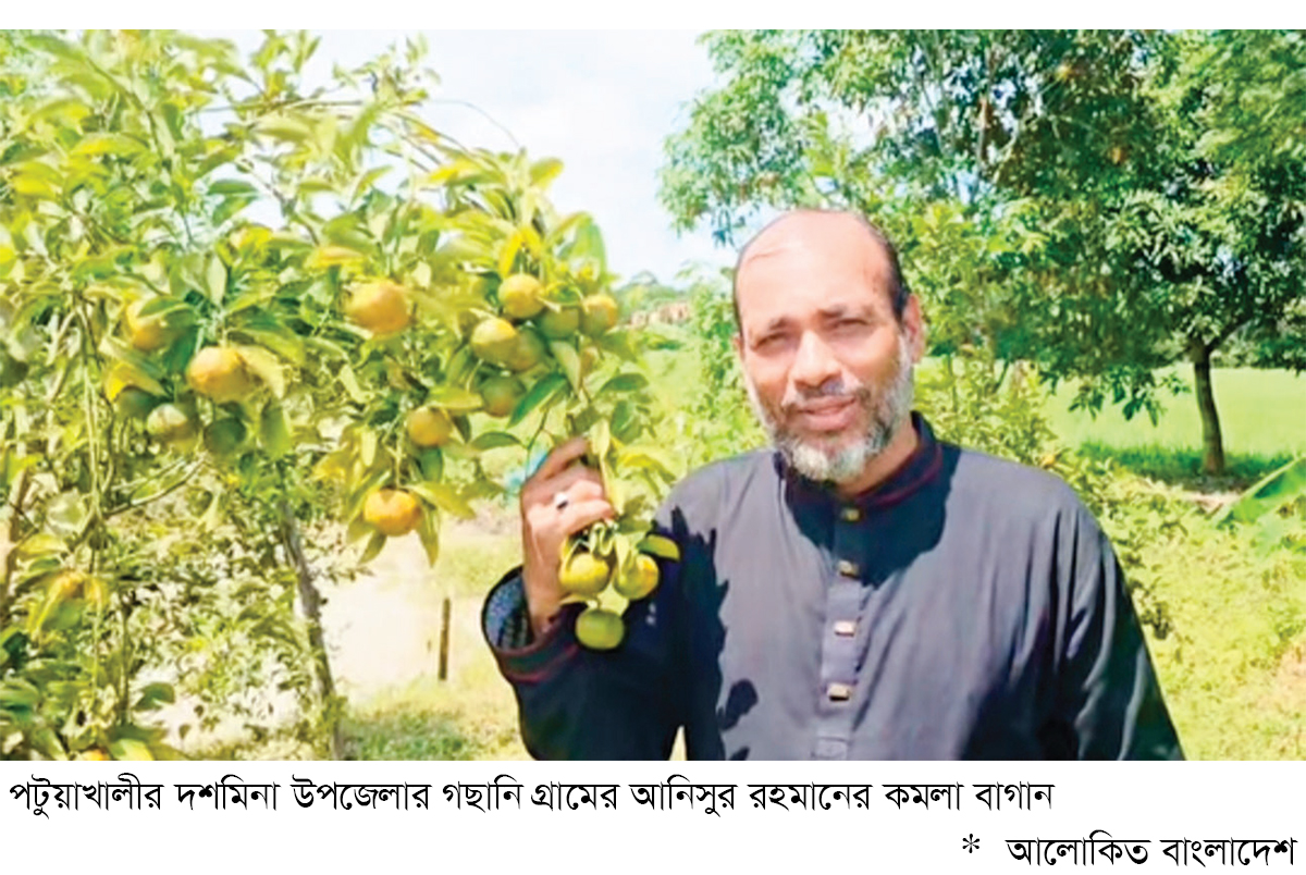 দশমিনায় কমলার বাম্পার ফলন দশমিনায় কমলার বাম্পার ফলন