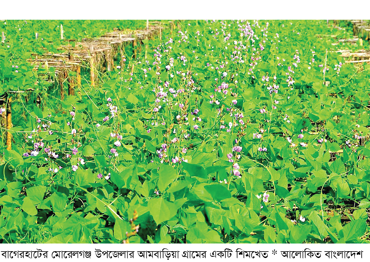 শীতকালীন আগাম সবজির ফলন ও দামে খুশি কৃষক শীতকালীন আগাম সবজির ফলন ও দামে খুশি কৃষক