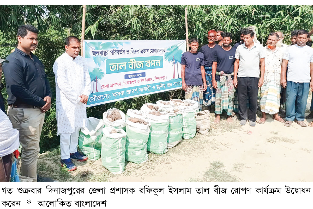 দিনাজপুরে তালের বীজ রোপণ দিনাজপুরে তালের বীজ রোপণ