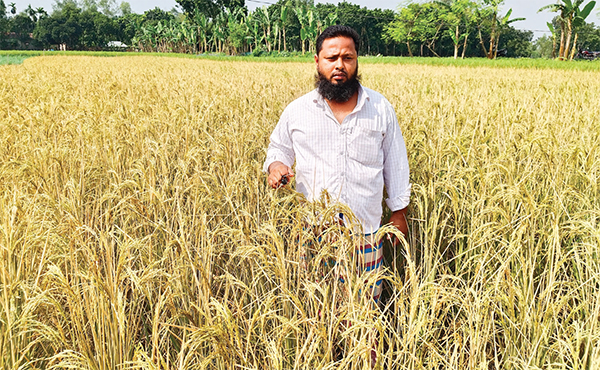 কৃষকের ২৫ শতক জমির ধান পুড়িয়ে দিয়েছে দুর্বৃত্তরা কৃষকের ২৫ শতক জমির ধান পুড়িয়ে দিয়েছে দুর্বৃত্তরা