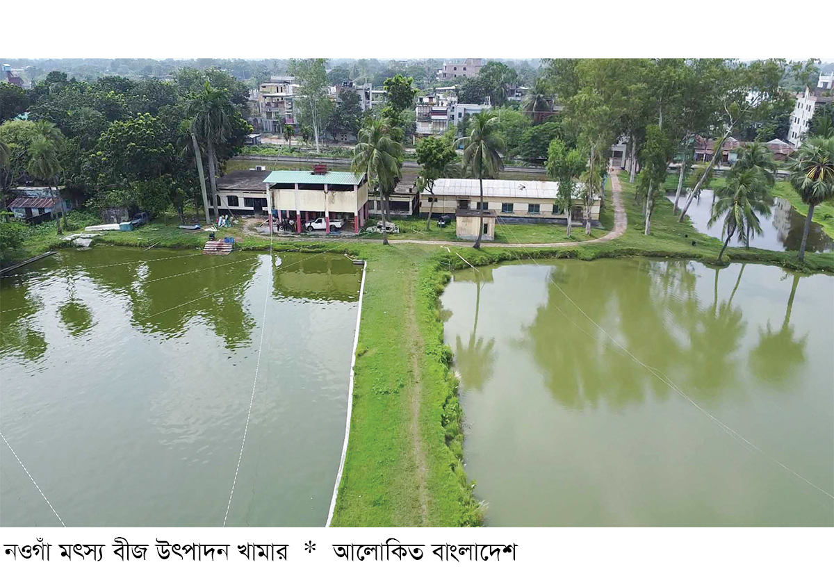 নওগাঁয় মৎস্য বীজ উৎপাদন খামার থেকে সুবিধা পাচ্ছেন চাষিরা নওগাঁয় মৎস্য বীজ উৎপাদন খামার থেকে সুবিধা পাচ্ছেন চাষিরা