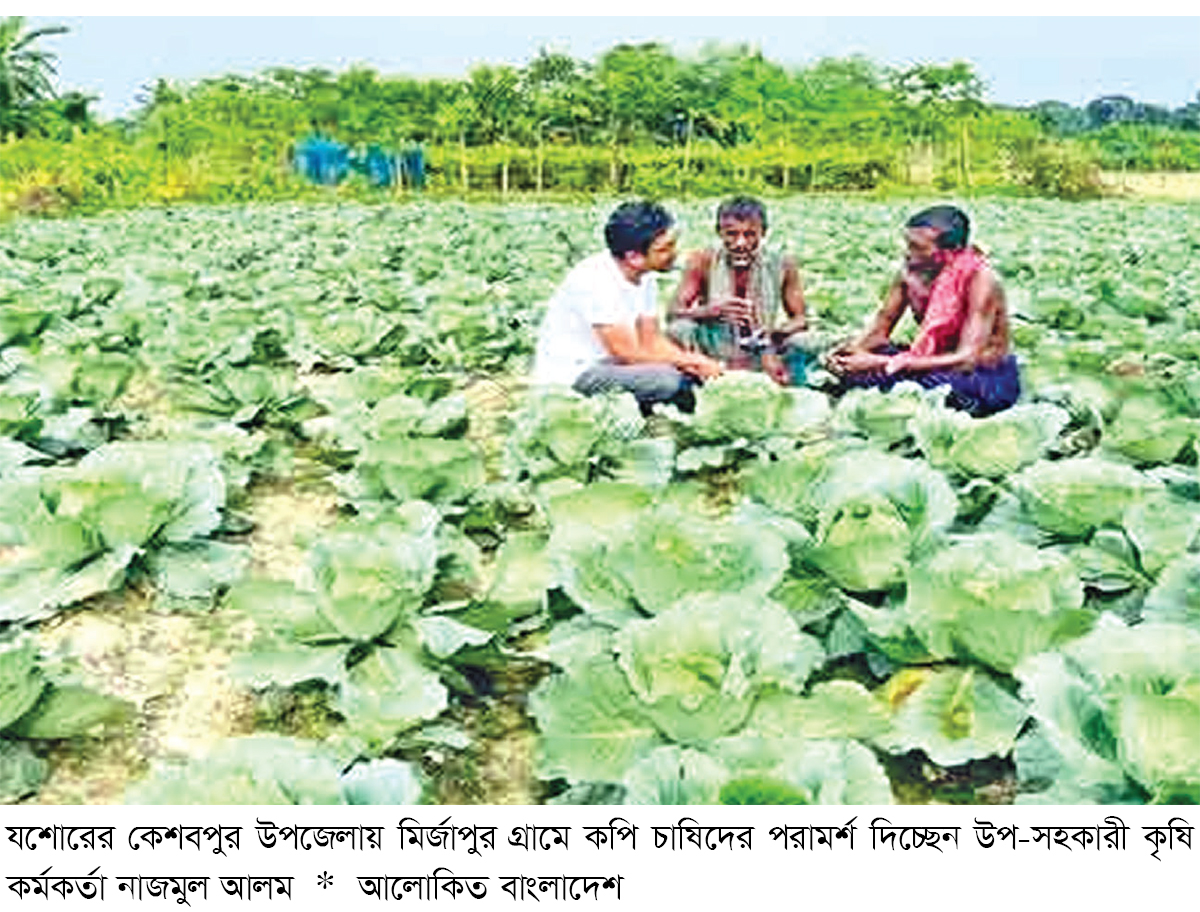 কেশবপুরে আগাম জাতের কপি চাষে ব্যস্ত কৃষক কেশবপুরে আগাম জাতের কপি চাষে ব্যস্ত কৃষক