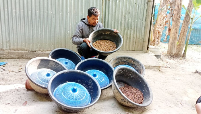 পাবনায় পোকা চাষ করে স্বাবলম্বী যুবক শিমুল পাবনায় পোকা চাষ করে স্বাবলম্বী যুবক শিমুল