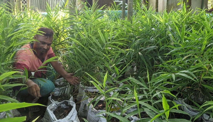 মিশ্র বাগানে বস্তায় আদা চাষে ঝুঁকছেন কৃষক মিশ্র বাগানে বস্তায় আদা চাষে ঝুঁকছেন কৃষক