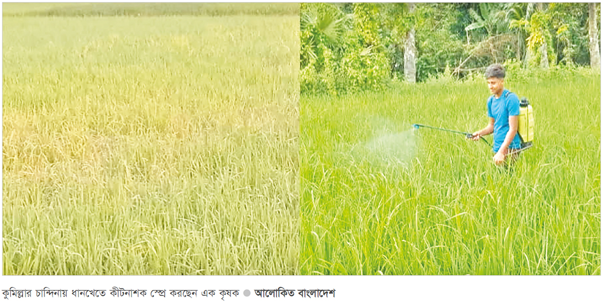 মাজরা পোকা ও পচা রোগে নষ্ট হচ্ছে ধানখেত মাজরা পোকা ও পচা রোগে নষ্ট হচ্ছে ধানখেত