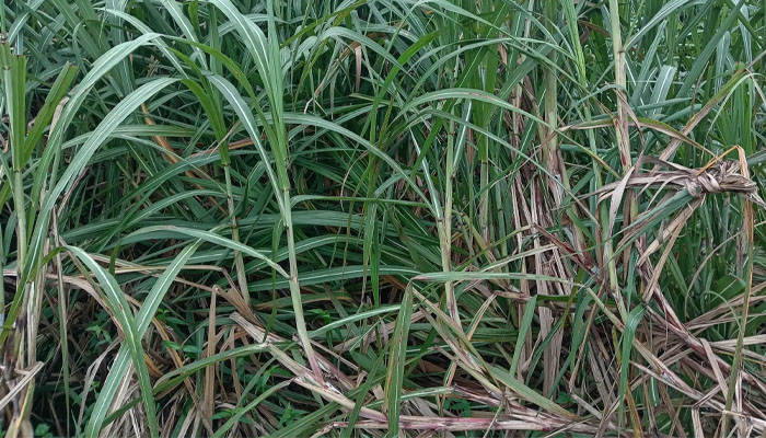 সিরাজগঞ্জে আখ চাষে বাম্পার ফলন, কৃষকের হাসি সিরাজগঞ্জে আখ চাষে বাম্পার ফলন, কৃষকের হাসি