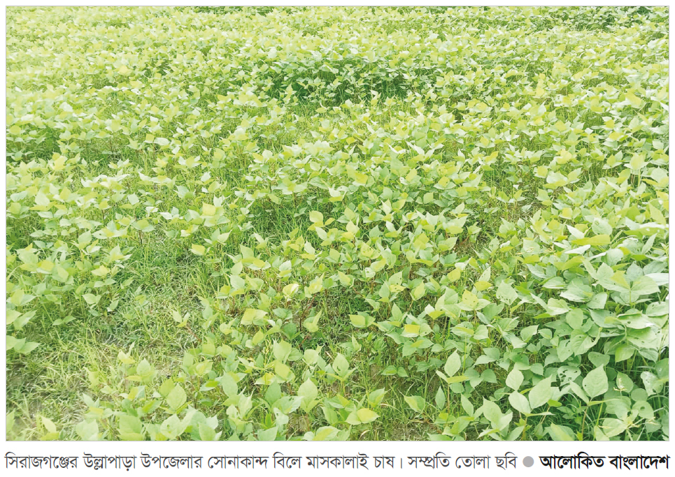 সিরাজগঞ্জে মাসকালাইয়ের বাম্পার ফলনের আশা সিরাজগঞ্জে মাসকালাইয়ের বাম্পার ফলনের আশা