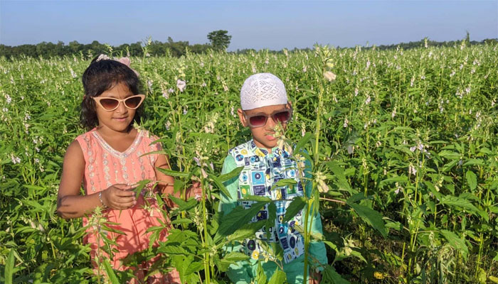 ব্রহ্মপুত্রের চরাঞ্চলে তিল চাষে কৃষকের আগ্রহ বেড়েছে ব্রহ্মপুত্রের চরাঞ্চলে তিল চাষে কৃষকের আগ্রহ বেড়েছে