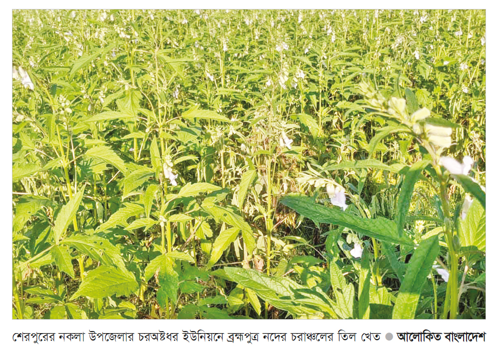 তিল চাষে আগ্রহ বেড়েছে তিল চাষে আগ্রহ বেড়েছে