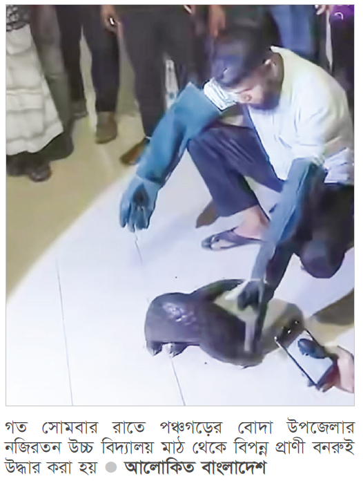 পঞ্চগড়ে বনরুই উদ্ধার পঞ্চগড়ে বনরুই উদ্ধার