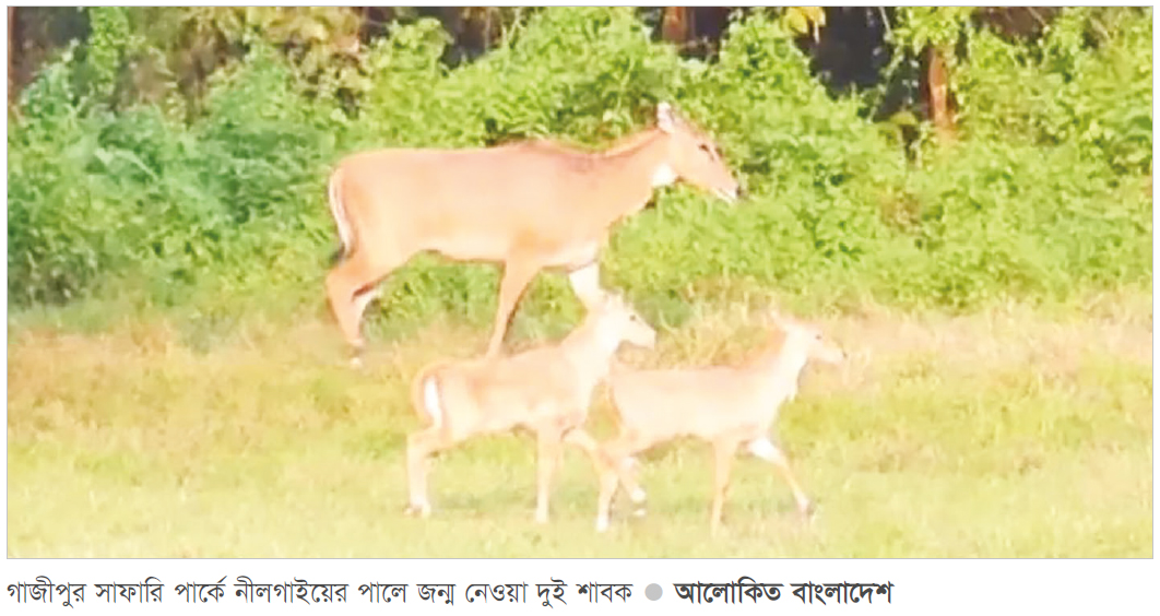 গাজীপুর সাফারি পার্কে নীলগাইয়ের জোড়া শাবক গাজীপুর সাফারি পার্কে নীলগাইয়ের জোড়া শাবক