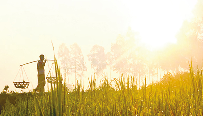 হেমন্তে বাংলার রূপ-প্রকৃতি