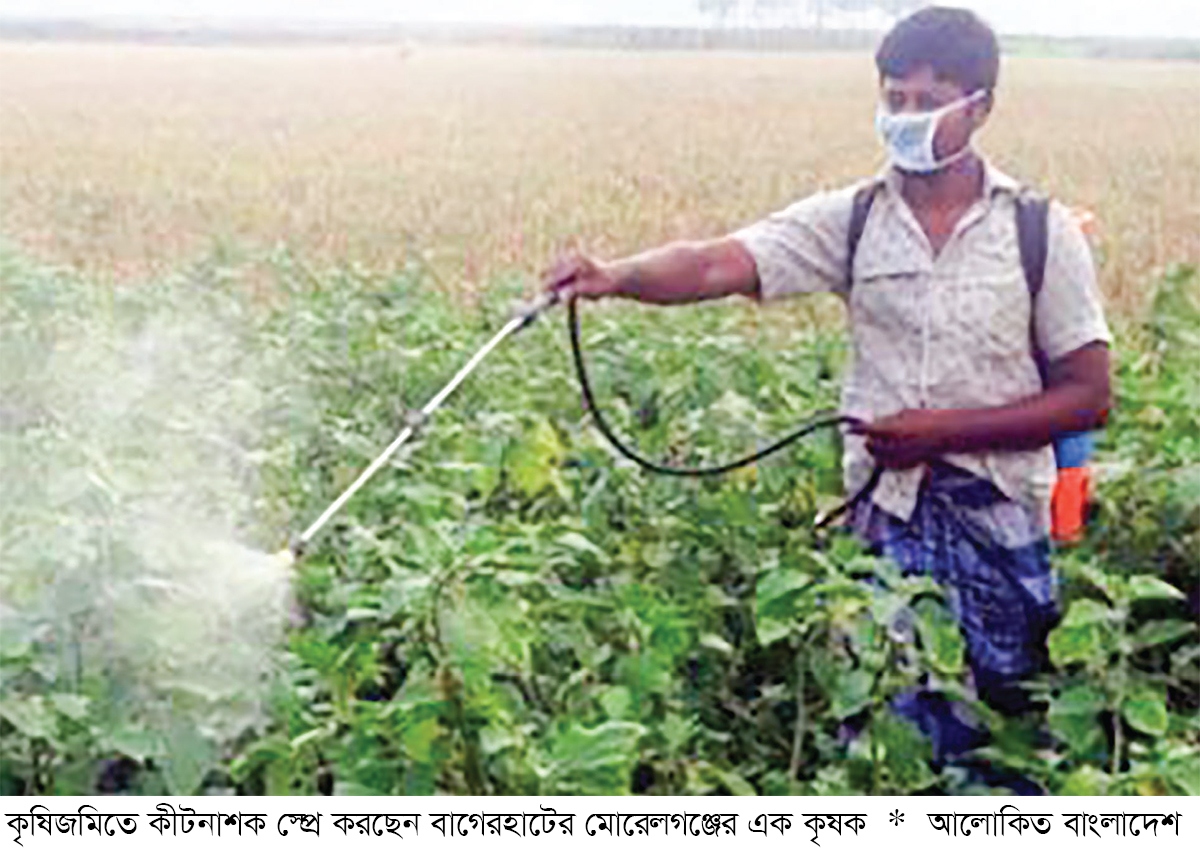 অতিরিক্ত রাসায়নিক সার ও কীটনাশক ব্যবহারে কমছে জমির উর্বরতা অতিরিক্ত রাসায়নিক সার ও কীটনাশক ব্যবহারে কমছে জমির উর্বরতা