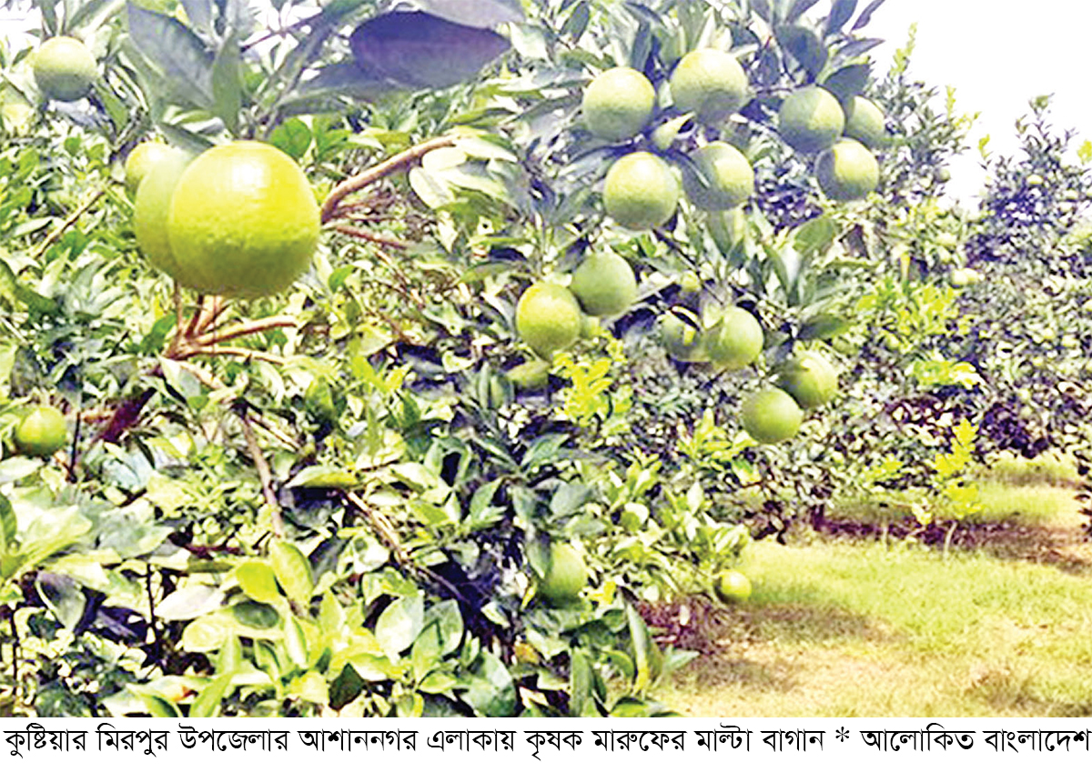 কুষ্টিয়ায় দেশি মাল্টা চাষে সাফল্য কুষ্টিয়ায় দেশি মাল্টা চাষে সাফল্য
