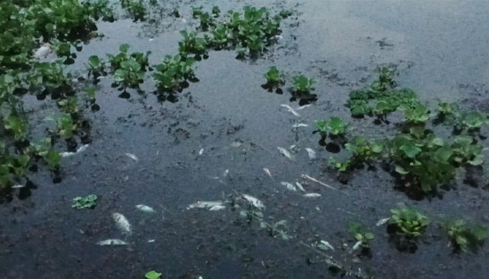 তাড়াইলে জমিতে বিষ দিয়ে ২ লক্ষাধিক টাকার মাছ নিধন তাড়াইলে জমিতে বিষ দিয়ে ২ লক্ষাধিক টাকার মাছ নিধন