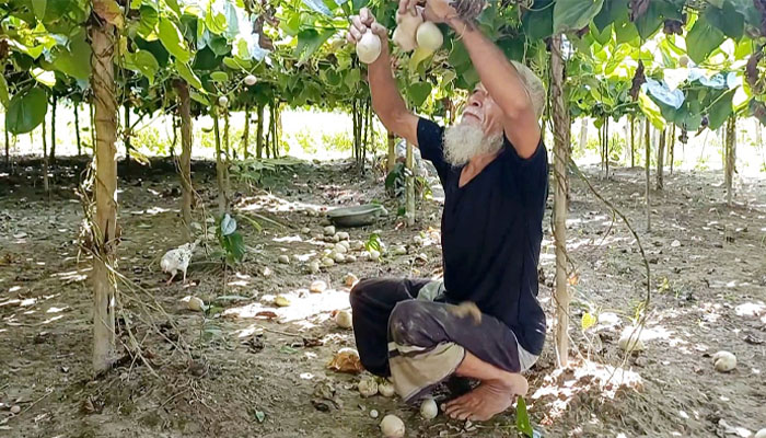 কিশোরগঞ্জে চাষ হচ্ছে গাছ আলু, ভালো ফলনে খুশি কৃষক কিশোরগঞ্জে চাষ হচ্ছে গাছ আলু, ভালো ফলনে খুশি কৃষক