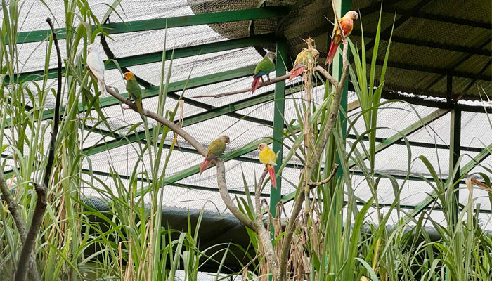 মৌলভীবাজারে উদ্বোধন হচ্ছে ‘বার্ড পার্ক অ্যান্ড ইকো ভিলেজ’ মৌলভীবাজারে উদ্বোধন হচ্ছে ‘বার্ড পার্ক অ্যান্ড ইকো ভিলেজ’