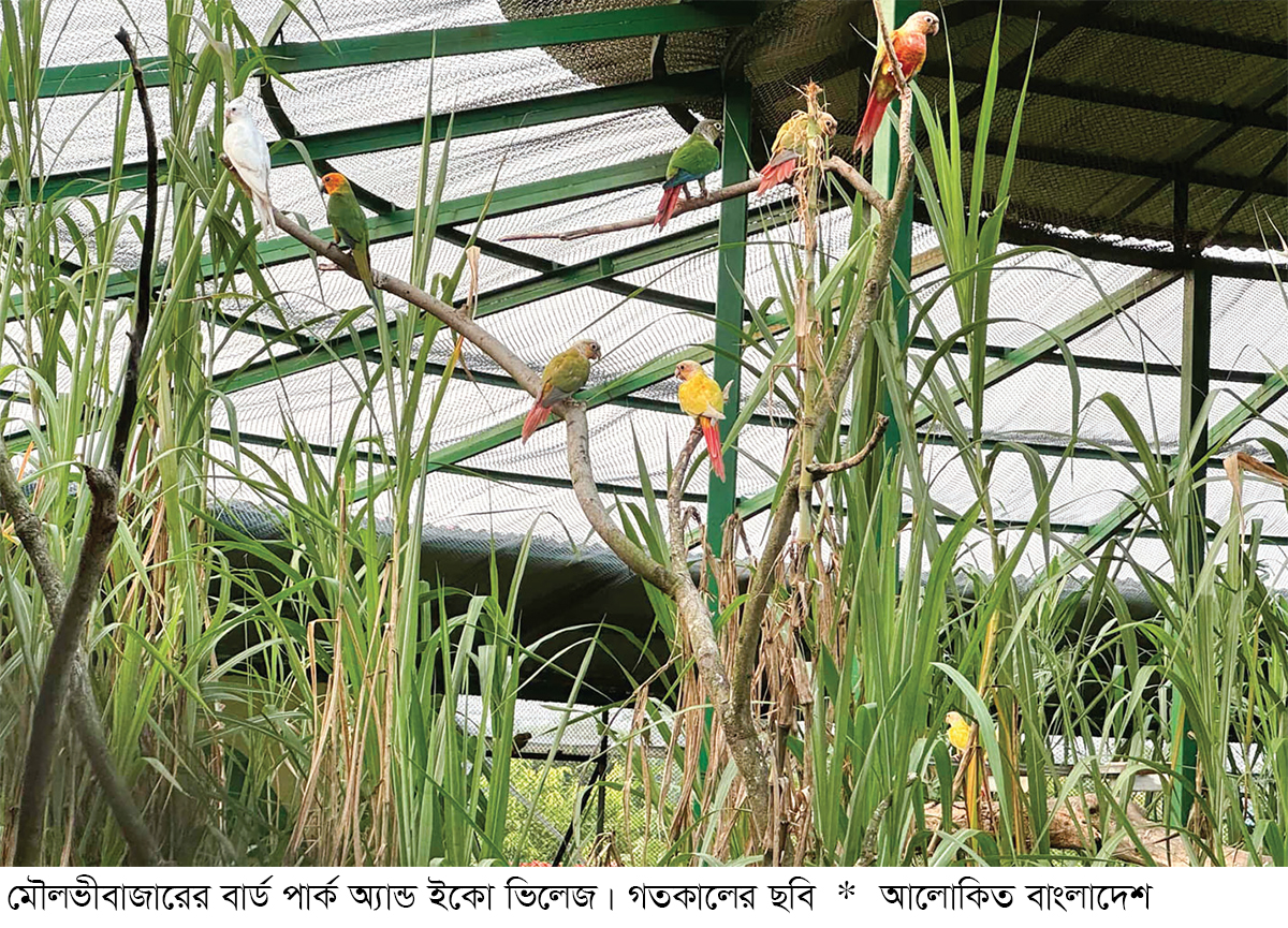 আজ মৌলভীবাজারে ‘বার্ড পার্ক অ্যান্ড ইকো ভিলেজ’ উদ্বোধন আজ মৌলভীবাজারে ‘বার্ড পার্ক অ্যান্ড ইকো ভিলেজ’ উদ্বোধন