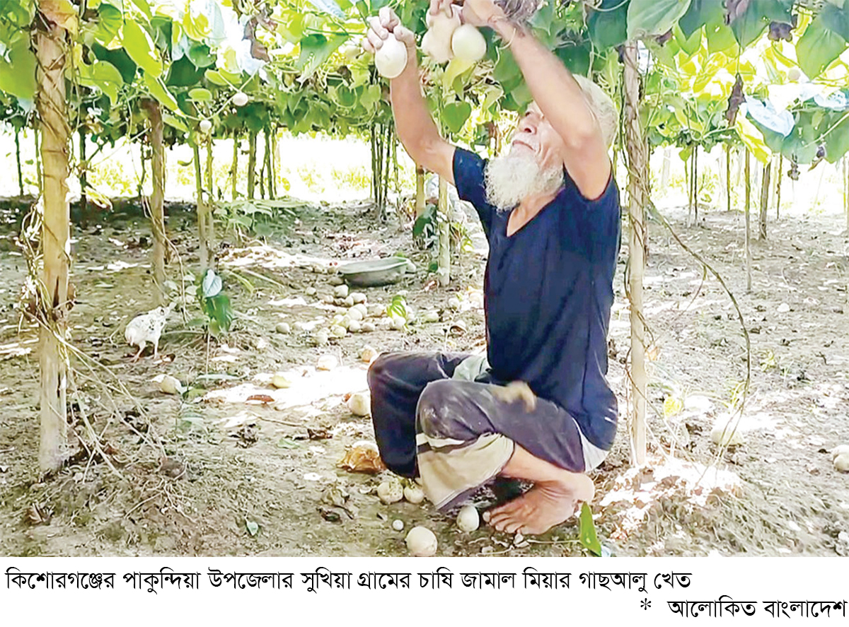 কিশোরগঞ্জে গাছআলুর বাণিজ্যিক চাষে সাফল্য কিশোরগঞ্জে গাছআলুর বাণিজ্যিক চাষে সাফল্য