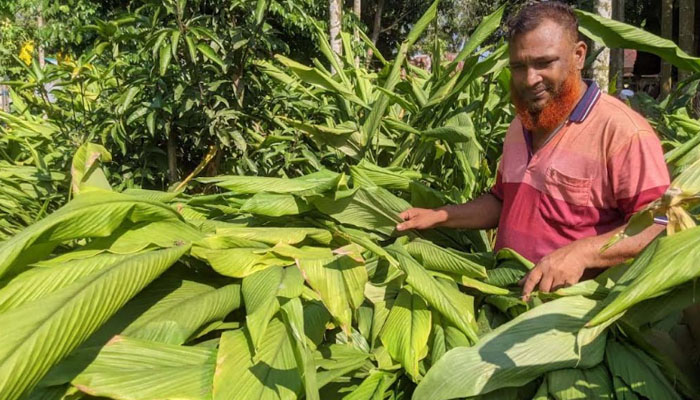 মিশ্র ফল বাগানে বস্তায় হলুদ চাষ, কৃষকের বাড়তি আয় মিশ্র ফল বাগানে বস্তায় হলুদ চাষ, কৃষকের বাড়তি আয়