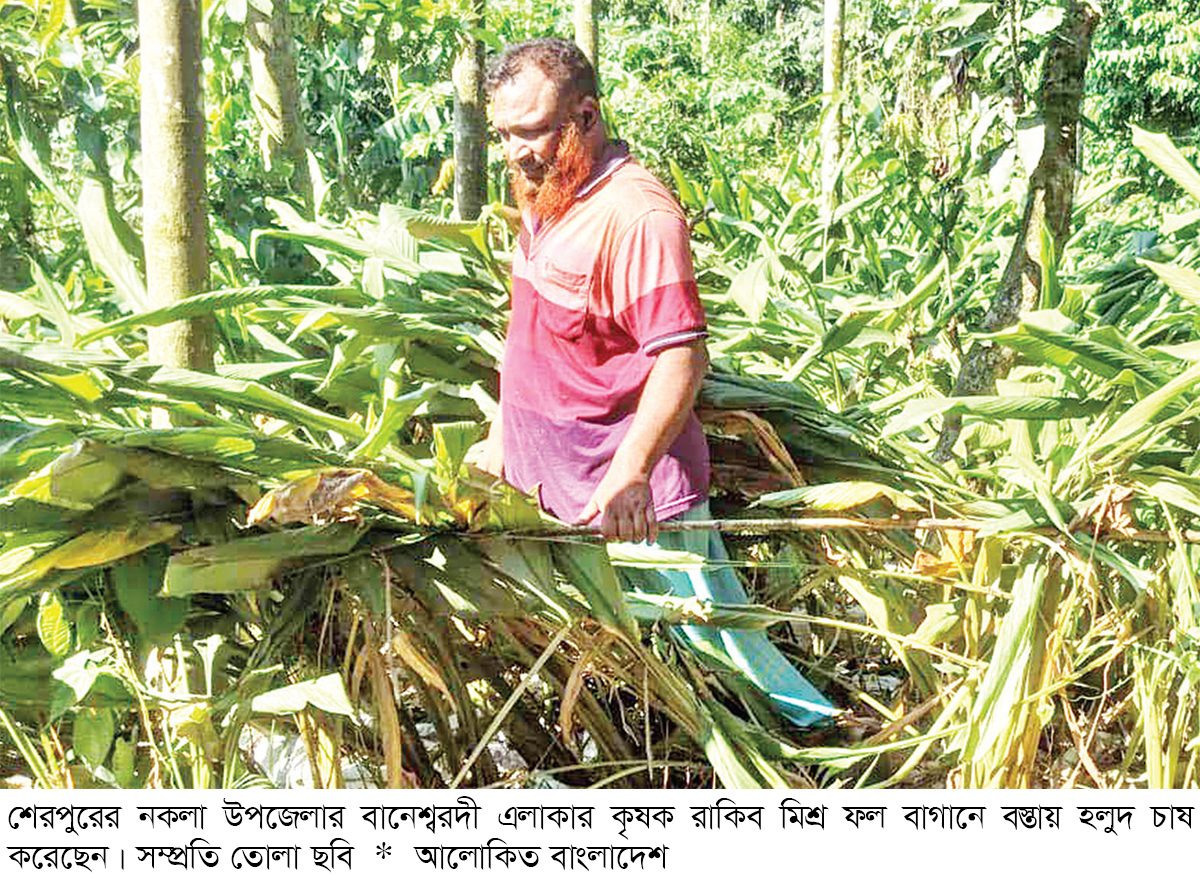 মিশ্র ফল বাগানে বস্তায় হলুদ চাষে বাড়তি আয় মিশ্র ফল বাগানে বস্তায় হলুদ চাষে বাড়তি আয়