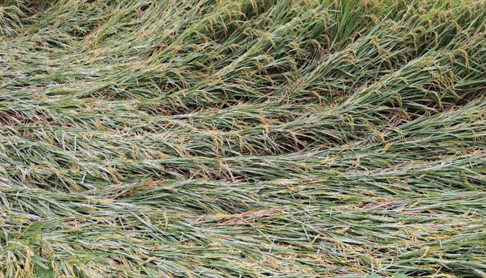 দিনাজপুরে ঝড়বৃষ্টিতে আমন ধানের ব্যাপক ক্ষতি দিনাজপুরে ঝড়বৃষ্টিতে আমন ধানের ব্যাপক ক্ষতি