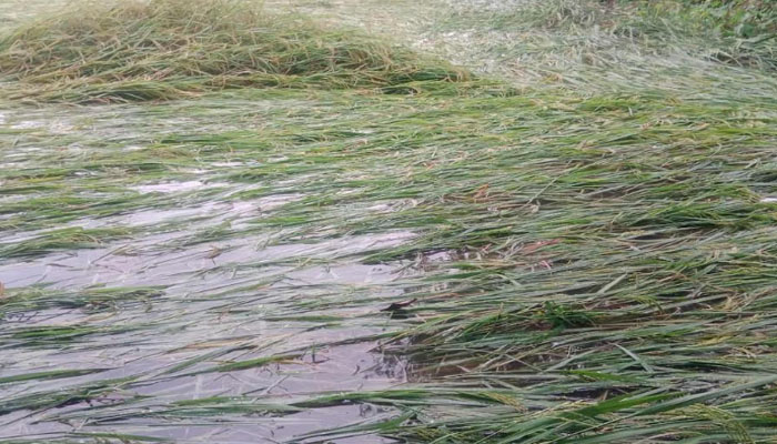 সিরাজগঞ্জে বর্ষণে আধাপাকা রোপা আমন ধানের ব্যাপক ক্ষতি সিরাজগঞ্জে বর্ষণে আধাপাকা রোপা আমন ধানের ব্যাপক ক্ষতি