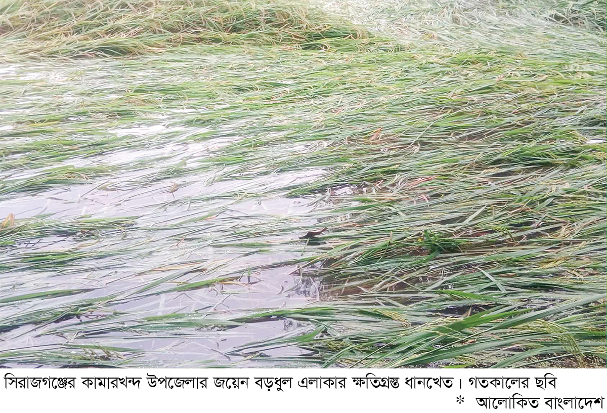 বৈরী আবহাওয়ার কবলে আমন ধান ও শীতের সবজি