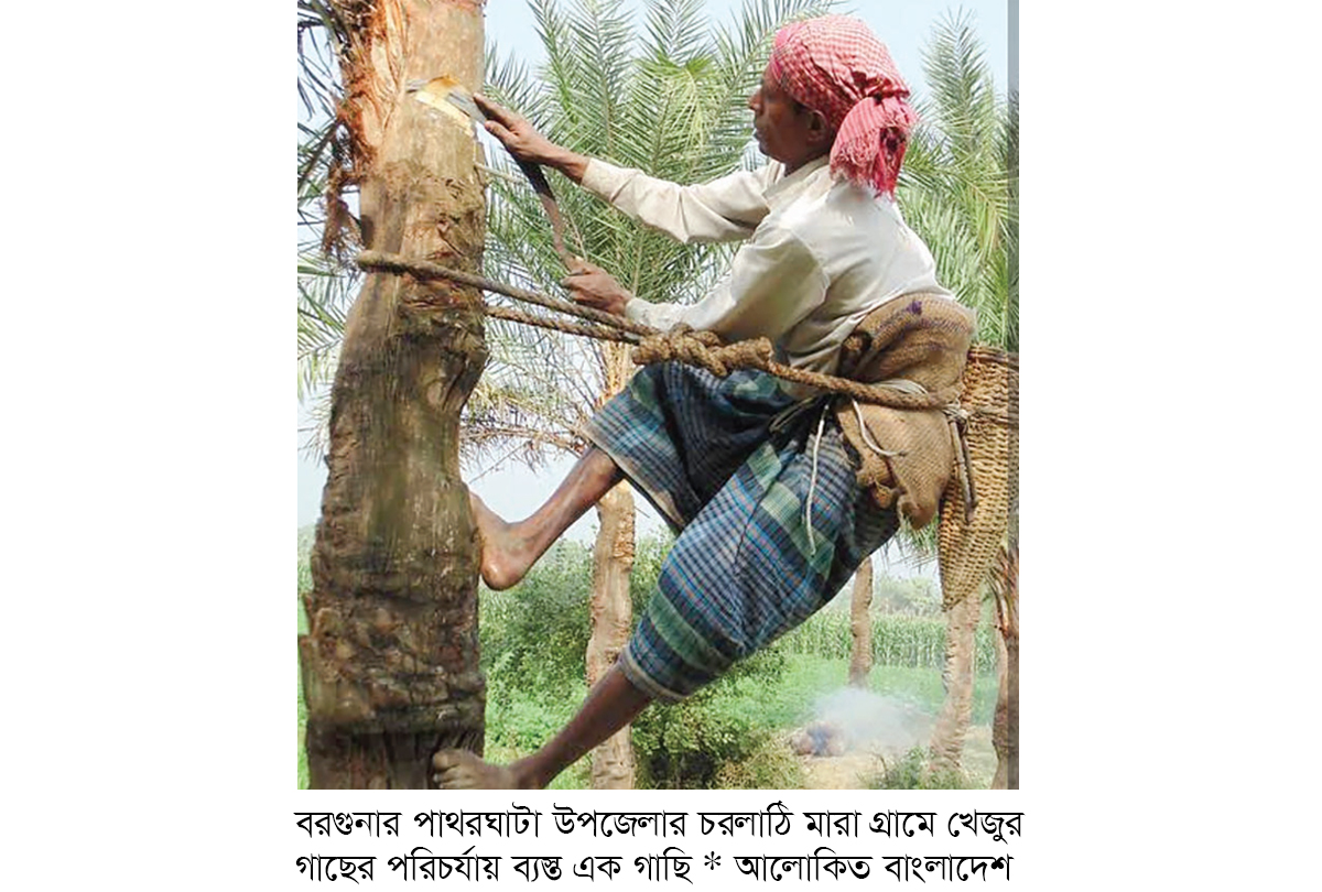 পাথরঘাটায় খেজুরের রস সংগ্রহের প্রস্তুতি পাথরঘাটায় খেজুরের রস সংগ্রহের প্রস্তুতি