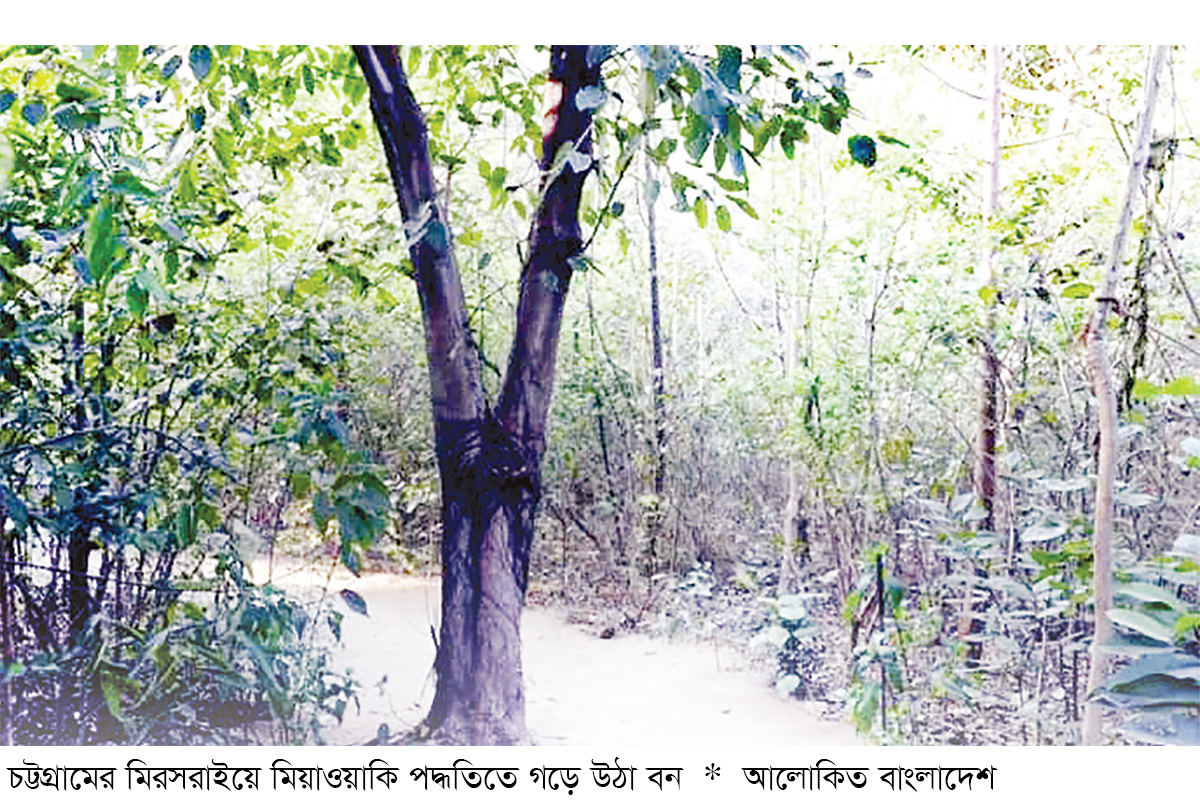 মিরসরাইয়ে দেশের প্রথম কৃত্রিম ‘মিয়াওয়াকি ফরেস্ট’