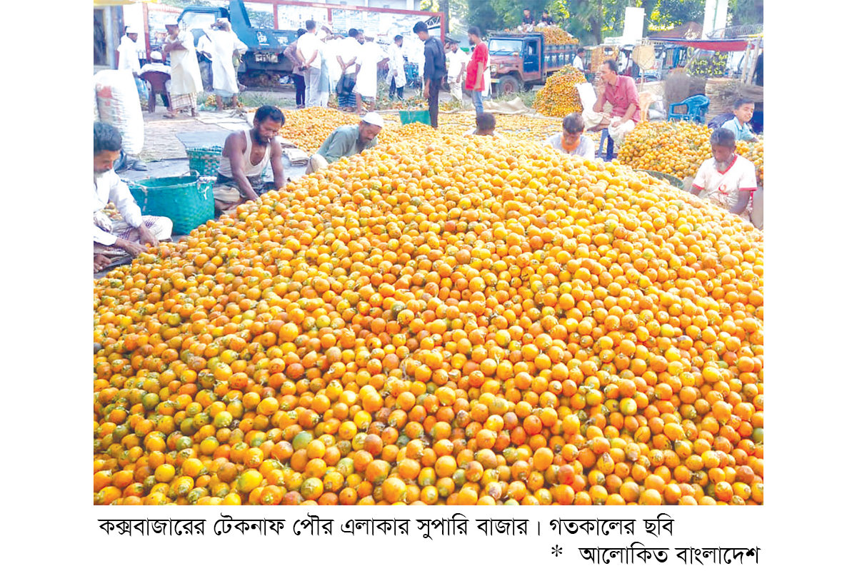 টেকনাফে সুপারির বাম্পার ফলন ও দামে কৃষক খুশি