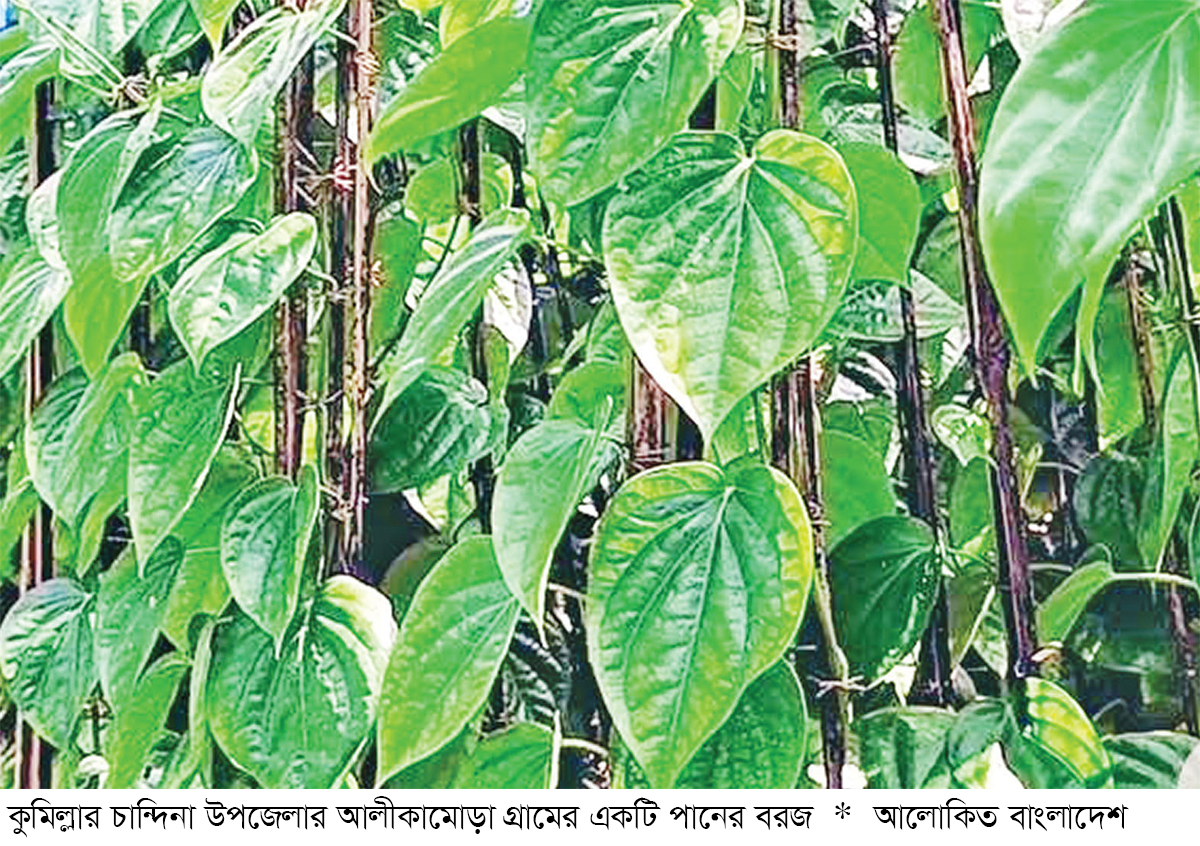 চান্দিনায় পানের বরজে সবুজ বিপ্লব