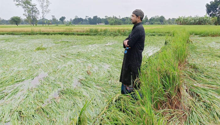 আমনে অপূরণীয় ক্ষতির সম্ভাবনা! পিছালো সবজির আবাদ