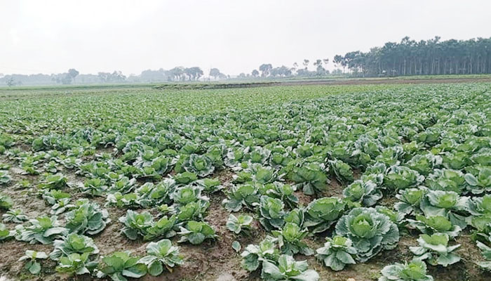 শীতের সবজি চাষে ব্যস্ত চুয়াডাঙ্গার কৃষক শীতের সবজি চাষে ব্যস্ত চুয়াডাঙ্গার কৃষক