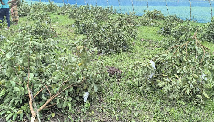 রাতে কৃষকের ৩ শতাধিক পেয়ারা গাছ কেটে দিল দুর্বৃত্তরা রাতে কৃষকের ৩ শতাধিক পেয়ারা গাছ কেটে দিল দুর্বৃত্তরা