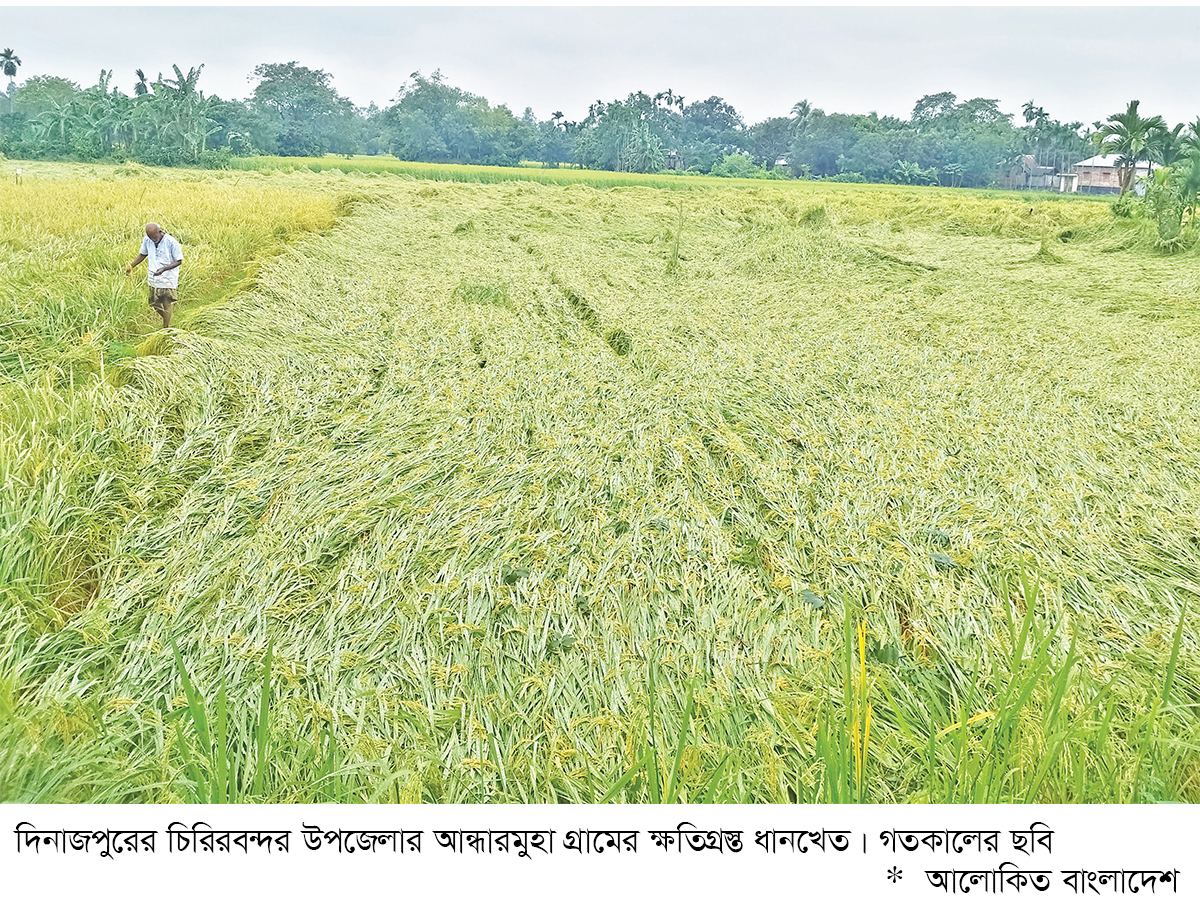 টানা বৃষ্টিতে হেলে পড়েছে ধানগাছ টানা বৃষ্টিতে হেলে পড়েছে ধানগাছ