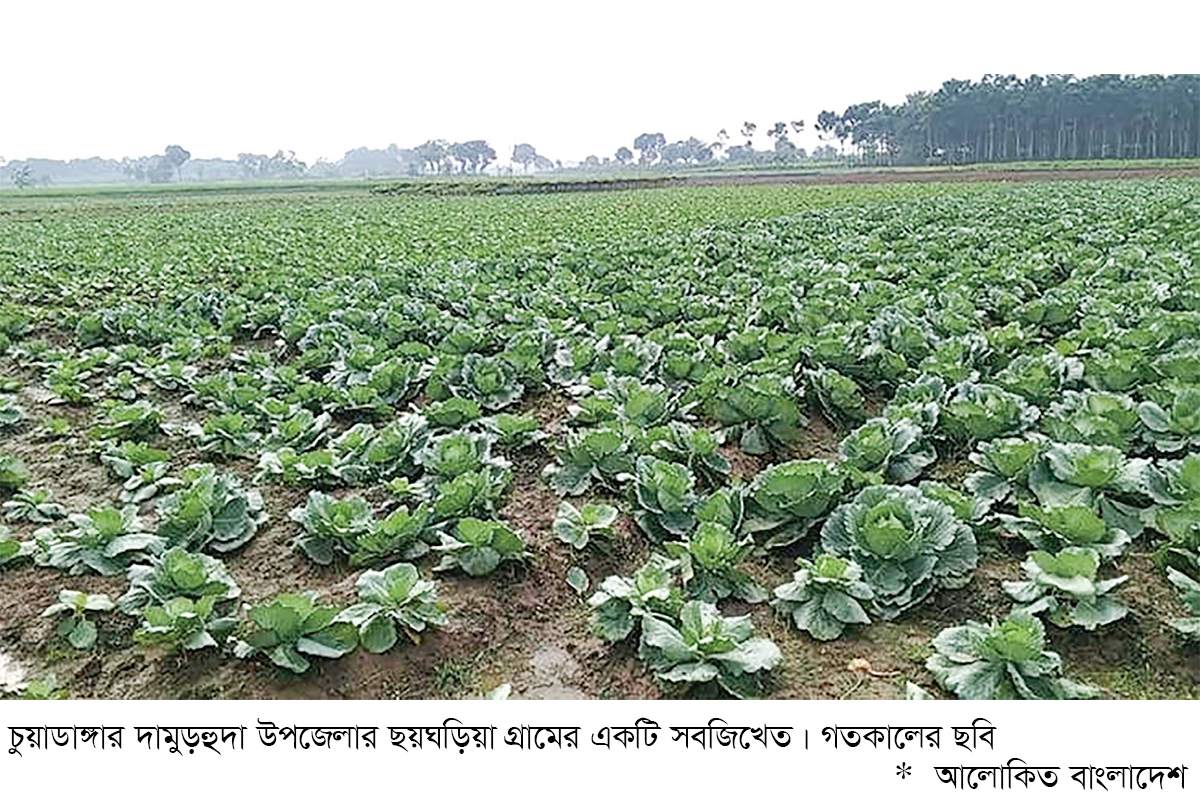 চুয়াডাঙ্গায় সবজিখেত পরিচর্যায় ব্যস্ত কৃষক চুয়াডাঙ্গায় সবজিখেত পরিচর্যায় ব্যস্ত কৃষক