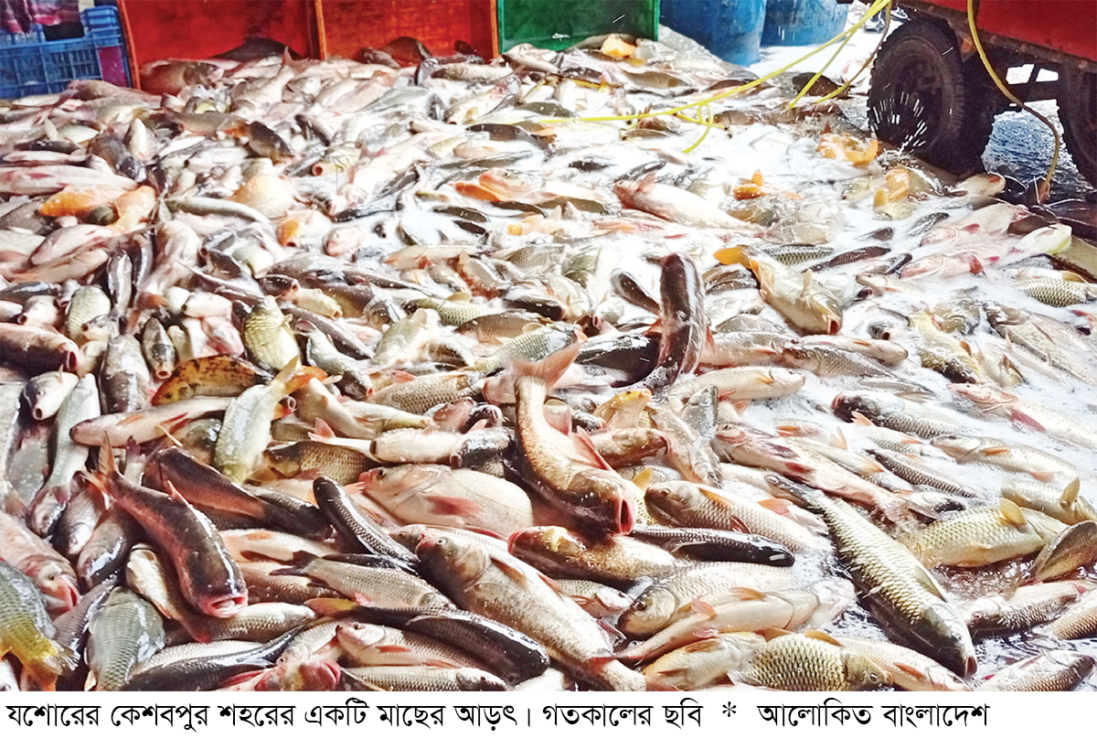 কেশবপুরে মাছ উৎপাদন লক্ষ্যমাত্রা ছাড়িয়েছে কেশবপুরে মাছ উৎপাদন লক্ষ্যমাত্রা ছাড়িয়েছে