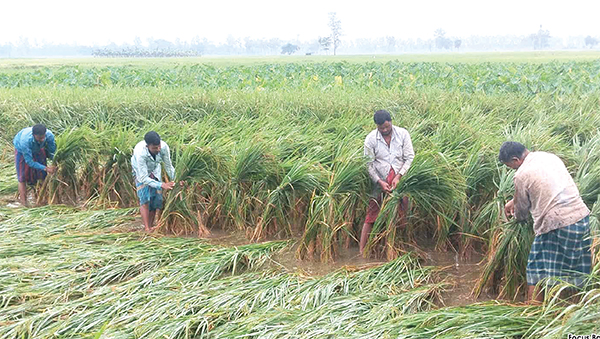 অসময়ের বৃষ্টিতে কৃষকের ব্যাপক ক্ষয়ক্ষতি অসময়ের বৃষ্টিতে কৃষকের ব্যাপক ক্ষয়ক্ষতি